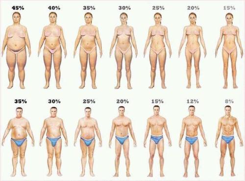 Fat Percentages